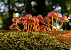 shrooms